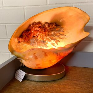 Hand made conch shell lamp with coral on a silver plate base circa 1950